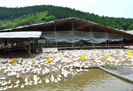 家禽养殖场