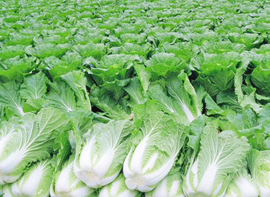 新鲜生态疏菜基地
