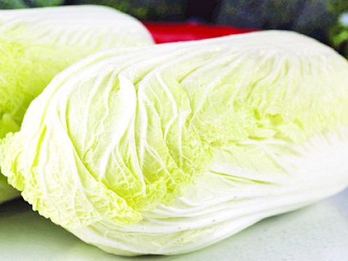 大白菜 大白菜